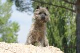 CAIRN TERRIER 182